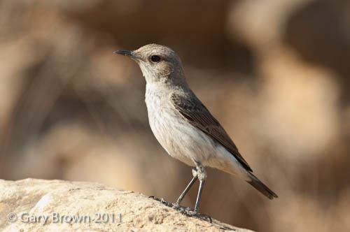 Arabian Wheatear