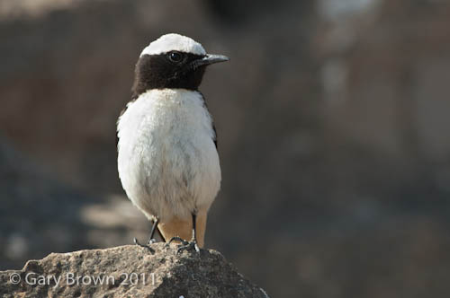 Arabian Wheatear