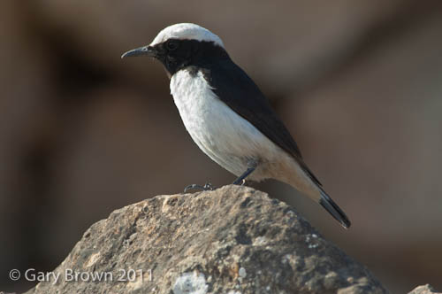 Arabian Wheatear