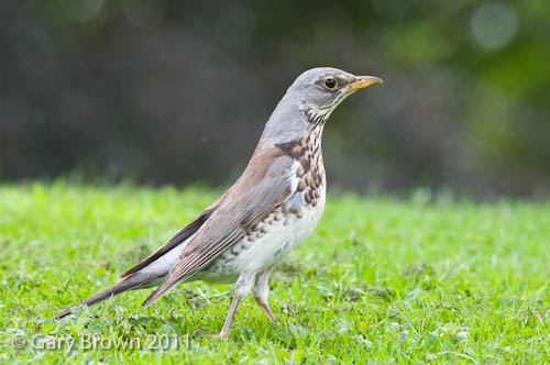 Fieldfare