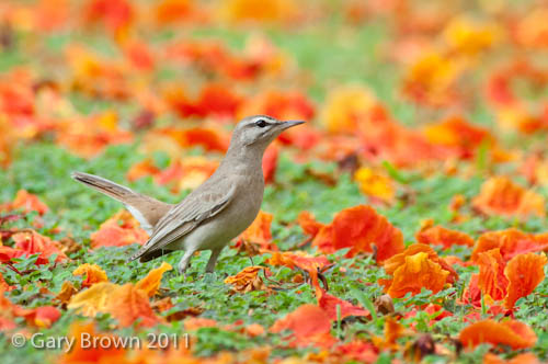 Rufous-tailed Scrub Robin