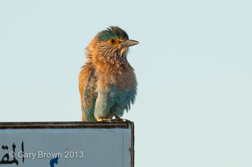 Indian Roller