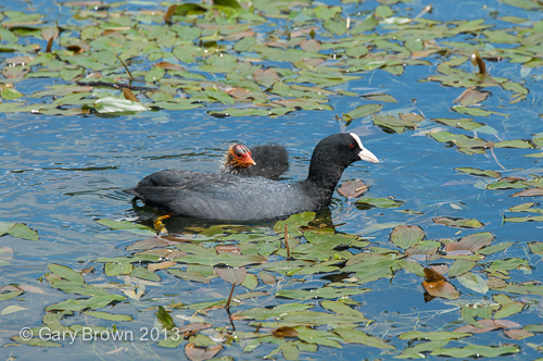 Eurasian Coot