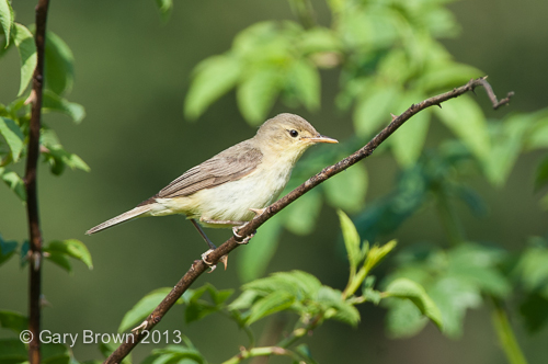 Melodious warbler