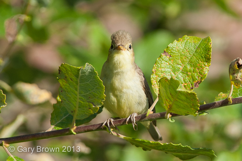 Melodious Warbler