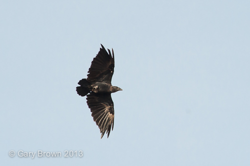 Fan-tailed Raven