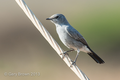 Blackstart