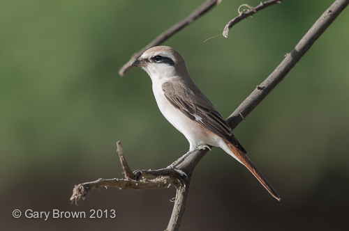 Isabelline Shrike