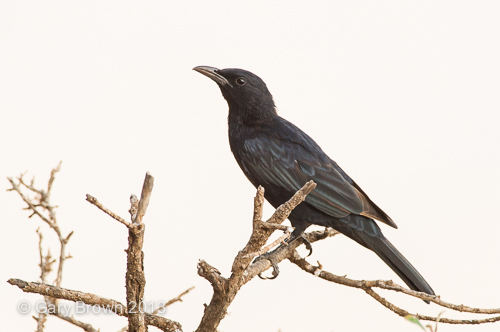Tristram's Starling