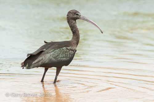 Glossy Ibis