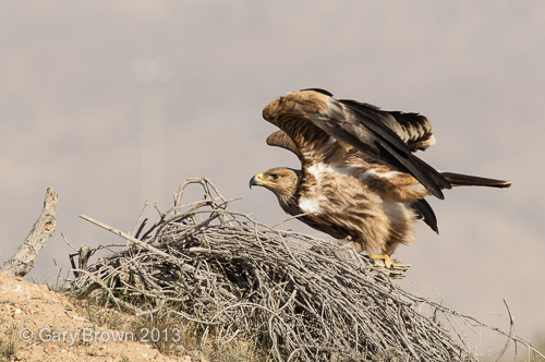 

Imperial Eagle