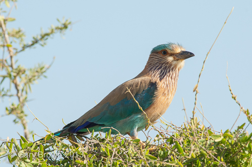 Indian Roller