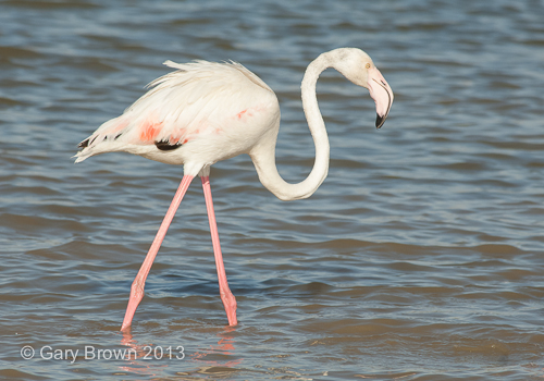 Greater Flamingo