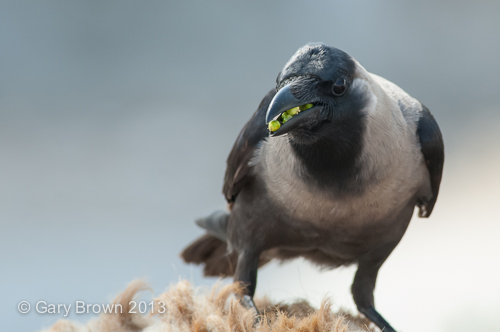 House Crow