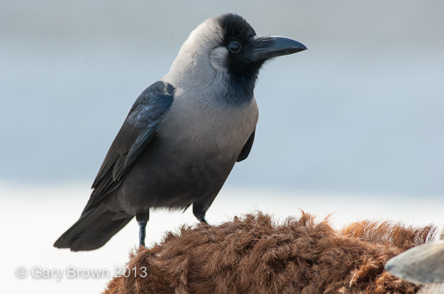 House Crow
