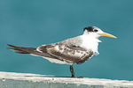 Swift Tern