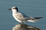 Gull-billed Tern