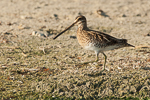 Common Snipe