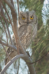 Pallid Scops Owl