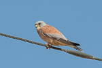 Lesser Kestrel