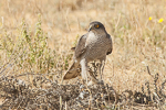 Eurasian Sparrowhawk