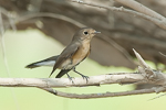 Red-breasted Flycatcher