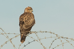 Long-legged Buzzard