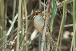 Clamorous Reed Warbler