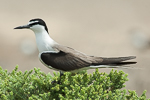 Bridled Tern