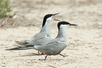 White-cheeked Tern