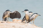 Black-crowned Night Heron