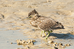 yStriated Heron