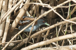 Baillon's Crake