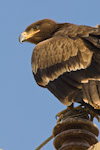 Steppe Eagle