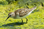 Little Stint