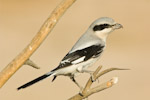 Great Grey Shrike
