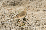 Richard's Pipit