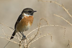 Stonechat