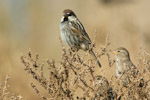 House Sparrow