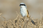 Long-tailed Shrike