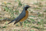 White-throated Robin
