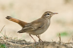 Rufous-tailed Scrub Robin