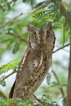 Scop's Owl