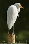 cattle egret