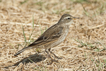 Water Pipit