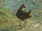Spotted crake