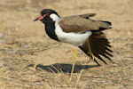 Red-wattled Lapwing