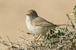 Desert Warbler