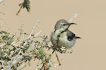 Purple Sunbird