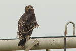 Greater-spotted Eagle